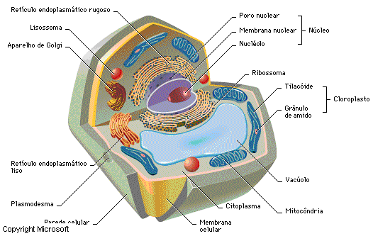 biologia celula