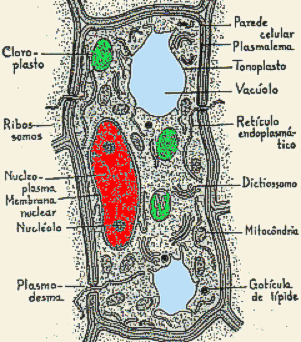 celula-vegetal-18.gif